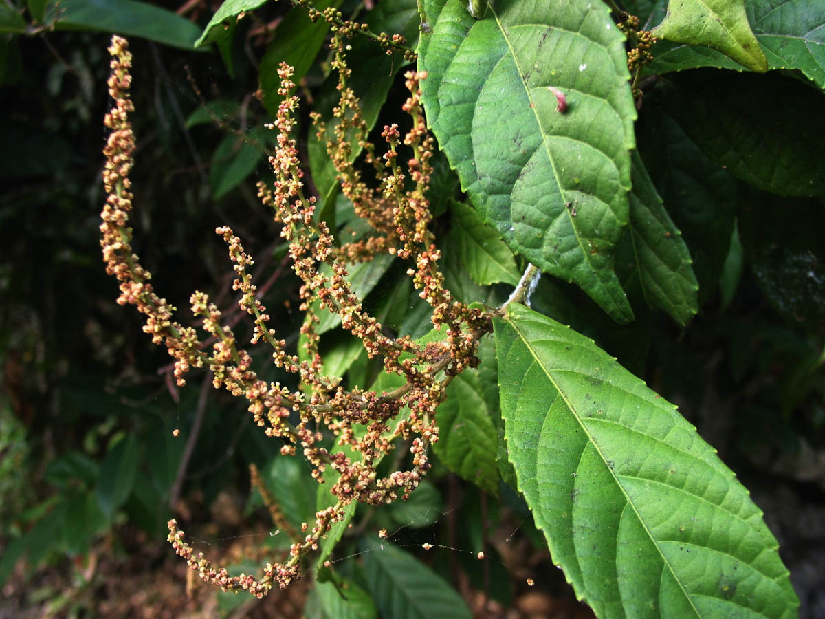 Alchornea rugosa